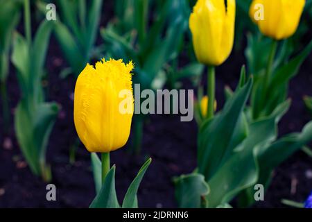 Holländische Tulpenblüte Nahaufnahme gelbe Postkarte natürliche Blume Stockfoto