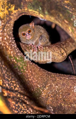 Tarsier, Spectral Tarsier, Tarsius Tarsier, Tangkoko Nature Reserve, North Sulawesi, Indonesien, Asien Stockfoto