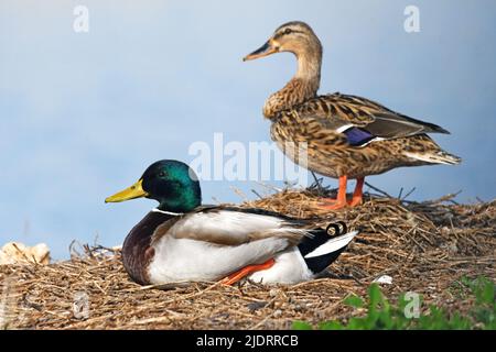 Stockenten Männchen Weibchen ruhen auf dem Land Stockfoto