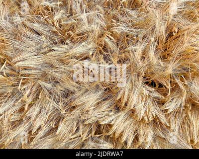 Draufsicht von oben Vollbildaufnahme von unzähligen nahtlos isolierten reifen goldenen Weizenohren im deutschen Agrarbereich Stockfoto