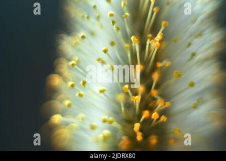 Frühlingsmotiv. Gelbe, flauschige Weidenblüte (Katkin), die Stigmen der Staubgefäße der Blüte sind deutlich sichtbar. Ultramakro. Selektiver Fokus mit BA Stockfoto