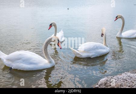 Eine große Schar anmutiger weißer Schwäne schwimmt im See, Schwäne in freier Wildbahn. Der stumme Schwan, lateinischer Name Cygnus olor. Stockfoto