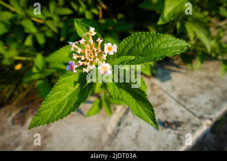 Blume und Samen von Lantana camara, gemeine lantana ist eine blühende Pflanze innerhalb der Verbena Familie Verbenaceae, die in den amerikanischen Tropi beheimatet ist Stockfoto