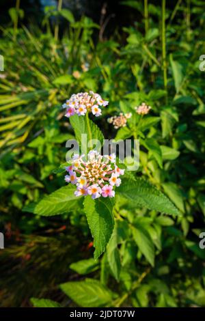 Blume und Samen von Lantana camara, gemeine lantana ist eine blühende Pflanze innerhalb der Verbena Familie Verbenaceae, die in den amerikanischen Tropi beheimatet ist Stockfoto