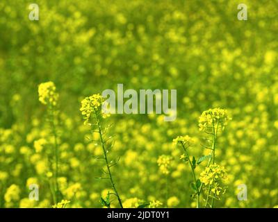 Die selektive Konzentration auf die kleine gelbe Blume, wahrscheinlich Senfblumenkerne, führte zu einem verblassten Hintergrund. Natürliche zweifarbige Farbe von gelb und grün. Stockfoto