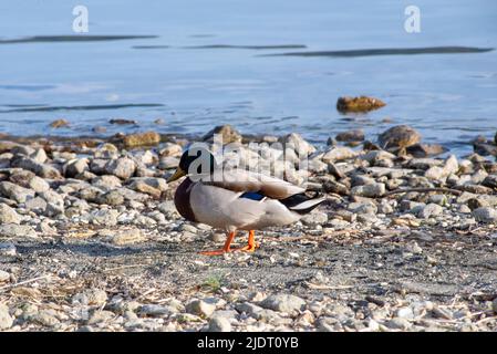 Mallard Ente sitzt allein auf einem Felsen in der Nähe eines Seeufers, Wasser im Hintergrund und verschiedene Felsen und Kieselsteine im Vordergrund Stockfoto