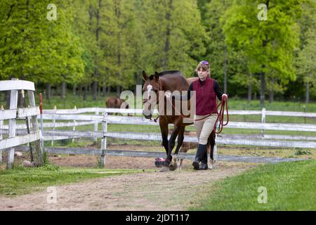 Frau, die ein Pferd auf einem Pfad auf einer Pferdefarm führt. Stockfoto
