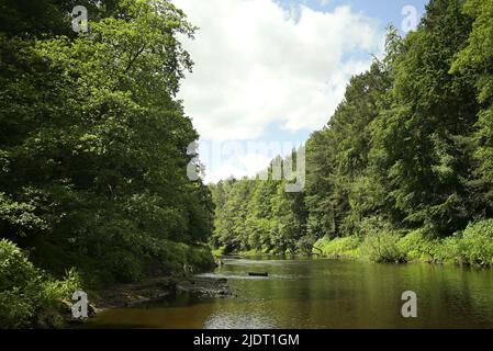 Natur entlang eines Flusses Stockfoto