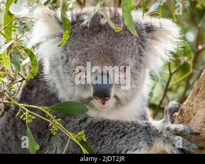 Porträt eines Koala Stockfoto