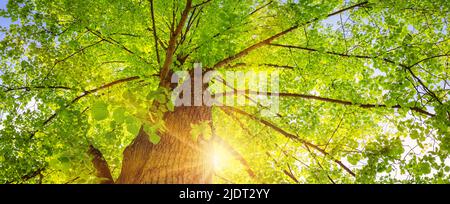 Alter riesiger Lindenbaum mit frischem, jungen Laub. Stockfoto