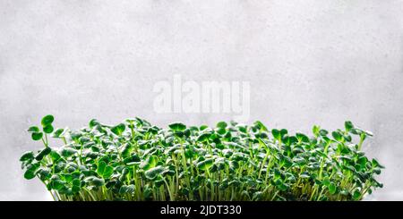 Microgreen Sprossen auf grauem Hintergrund. Stockfoto