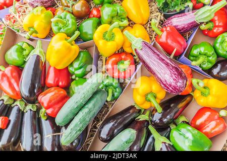 Frisch geerntetes Bio-Gemüse auf Heu auf einem niederländischen Bauernhof Stockfoto