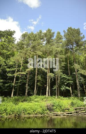 Natur entlang des Flusses Nidd Stockfoto