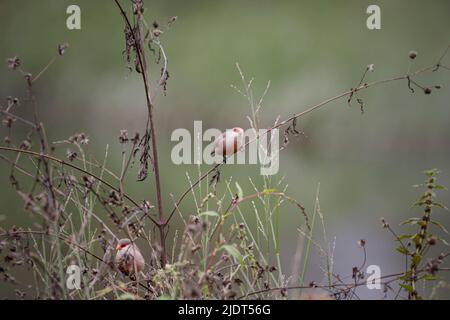 Gewöhnliche Wachselschnabel, die auf der Suche nach Nahrung im Gras am Ufer eines Flusses sind Stockfoto