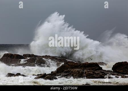 Großer stürmischer Wellen-Platsch. Nördliche portugiesische Felsküste. Stockfoto