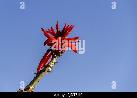 Goiania, Goiás, Brasilien – 19. Juni 2022: Ein mulungu-Zweig mit einem Blumenstrauß und blauem Himmel im Hintergrund. Erythhrina speciosa. Stockfoto