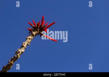 Goiania, Goiás, Brasilien – 19. Juni 2022: Ein mulungu-Zweig mit einem Blumenstrauß und blauem Himmel im Hintergrund. Erythhrina speciosa. Stockfoto