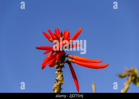 Goiania, Goiás, Brasilien – 19. Juni 2022: Ein mulungu-Zweig mit einem Blumenstrauß und blauem Himmel im Hintergrund. Erythhrina speciosa. Stockfoto