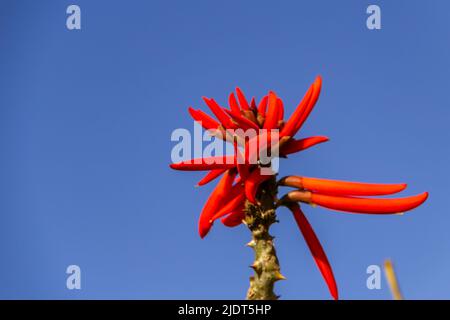 Goiania, Goiás, Brasilien – 19. Juni 2022: Ein mulungu-Zweig mit einem Blumenstrauß und blauem Himmel im Hintergrund. Erythhrina speciosa. Stockfoto