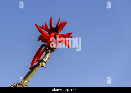 Goiania, Goiás, Brasilien – 19. Juni 2022: Ein mulungu-Zweig mit einem Blumenstrauß und blauem Himmel im Hintergrund. Erythhrina speciosa. Stockfoto