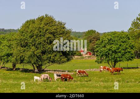 Grasende Kühe auf einer Sommerwiese Stockfoto