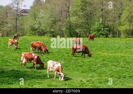 Milchkühe grasen auf einer Wiese in einer Frühlingslandschaft Stockfoto
