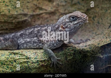 Madagaskar-Leguan oder Madagaskar-Mauersegler oder Merrem-Madagaskar-Mauersegler (Opurus cyclurus) Stockfoto