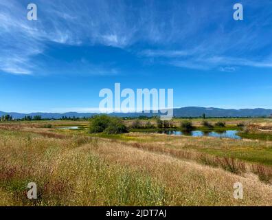 Malerische Szene eines kleinen Teiches auf einem offenen Feld im Land mit Wildblumen und einem Fußpfad und wispigen Wolken im Süden von Oregon, USA. Stockfoto