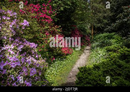 Penjerrick Gardens; Budock Water; Cornwall; Südwesten; West Country; England; Vereinigtes Königreich; Vereinigtes Königreich; Stockfoto