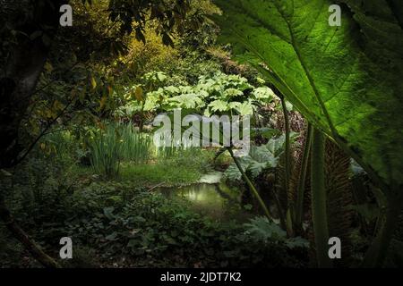 Penjerrick Gardens; Budock Water; Cornwall; Südwesten; West Country; England; Vereinigtes Königreich; Vereinigtes Königreich; Stockfoto