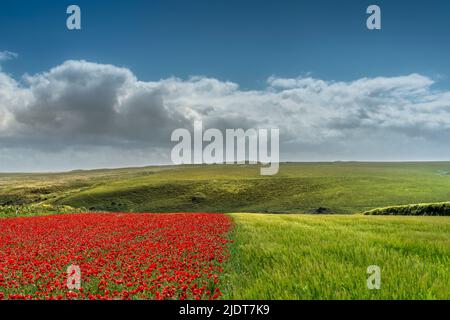 Der spektakuläre Anblick eines Feldes mit einer Hälfte gesät mit schönen Mohnblumen und die andere Hälfte mit Gerste auf West Pentire in Newquay in Cornwall Stockfoto