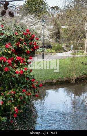 Ein Camelia japonica Roter Strauch, der in den Trenance Gardens in Newquay in Cornwall im Vereinigten Königreich wächst. Stockfoto