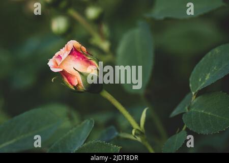 Wunderschöne wilde Rose, selektiver Fokus, Makroaufnahmen. Rosen auf einem dunkelgrünen Hintergrund. Geeignet für Hintergrund und Tapete. Natur Hintergrund. Stockfoto