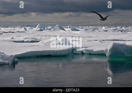 Eine Wassermöwe fliegt über das Packeis bei 80 Grad nördlich von Spitzbergen, Svalbard. Stockfoto