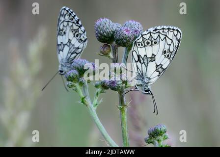 Zwei marmorierte weiße Schmetterlinge Melanargia galathea, männlich, sitzen auf einer Distelblume in der Abenddämmerung, Nahaufnahme. Unscharfer Hintergrund, Kopierraum. Slowakei Stockfoto