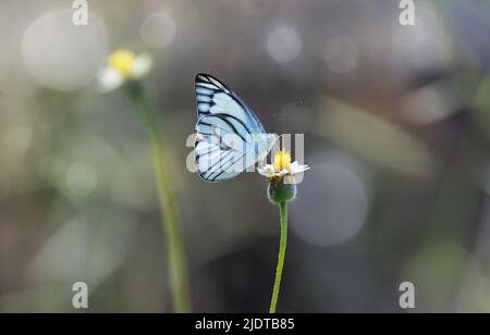 Gestreifter Albatross-Schmetterling mit Blumen auf Bokeh verwischen Hintergrund Stockfoto