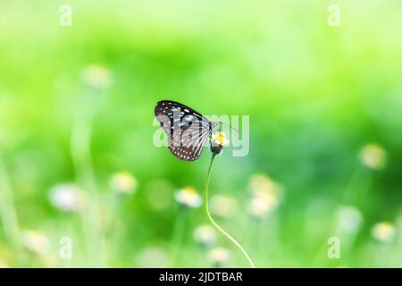 Dunkelblauer, glasiger Tiger-Schmetterling mit Blumen auf Bokeh verwischen Hintergrund Stockfoto