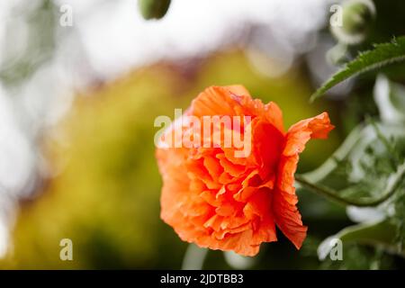 Mohnblumen im Garten an sonnigen Tagen Stockfoto