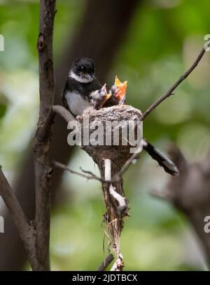 Die malaysische Rattenfantelmutter füttert ihre Jungen auf dem Baum im natürlichen Wald mit verschwommenem Hintergrund. Stockfoto