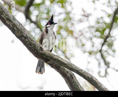 Rotflüsteriger Bulbul-Vogel auf dem Baum im Naturwald. Stockfoto