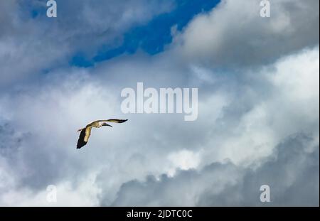 Der Waldstorch (Mycteria americana) fliegt gegen Wolken im Everglades-Nationalpark Stockfoto