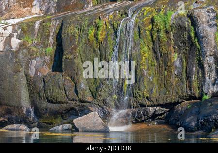 Kleiner Bach, der über Algen- und moosbedecktes Gestein in Trollfjorden, Lofoten, Norwegen, fließt. Stockfoto