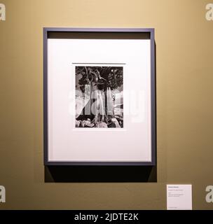 Edward Henry Weston (1886-1958) berühmte Fotografie „Wacholder am Tenaya-See“ – 1937. Ausstellung im Santa Giulia Museum von Brescia, Italien, Europa. Stockfoto