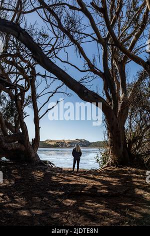 USA, Kalifornien, Los Osos, Rückansicht einer Frau, die zwischen Eukalyptusbäumen mit Blick auf Morro Bay steht Stockfoto