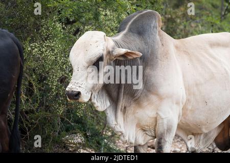 Zebu African Cattle Stockfoto