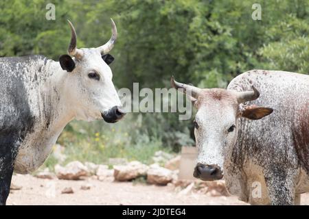 Zebu African Cattle Stockfoto