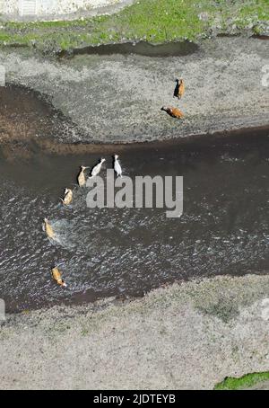 (220623) -- HINGGAN LEAGUE, 23. Juni 2022 (Xinhua) -- Luftfoto vom 23. Juni 2022 zeigt eine Herde von Rindern, die einen Fluss auf dem Ulan-Mod-Grasland im rechten Flügel des Horqin-Front-Banners der Hinggan League, der Autonomen Region der Inneren Mongolei im Norden Chinas, überqueren. (Xinhua/Liu Lei) Stockfoto
