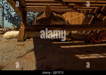 Goiania, Goiás, Brasilien – 23. Juni 2022: Eine tabby Katze, die unter einer hölzernen Chaiselongue liegt. Stockfoto