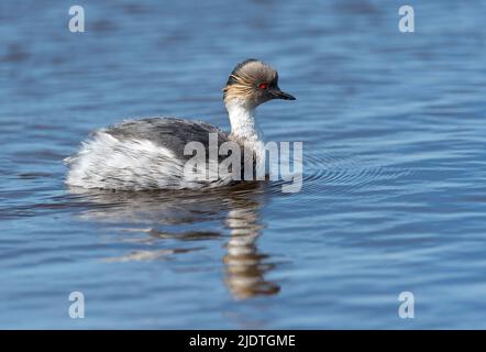 Silberner Grebe (Podiceps occipitalis) aus einem Süßwassersee auf der Sea Lion Island, den Falklands Stockfoto