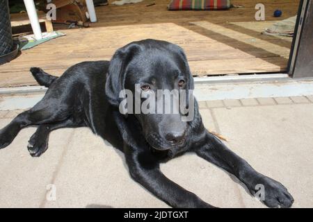 Foto eines schwarzen Labrador Retriever. Labrador Welpe in Nahaufnahme. Schwarzes Hundegesicht, Augen, Ohren, Nase, Pfoten. Haustier im Garten. Fotografie. Stockfoto